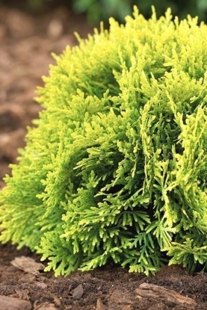 Туя западная Мириам 